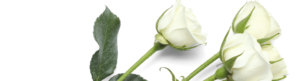 Algordanza-rose bianche-rito funebre
